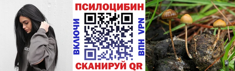hydra как зайти  сколько стоит  Кашира  Галлюциногенные грибы Psilocybine cubensis 